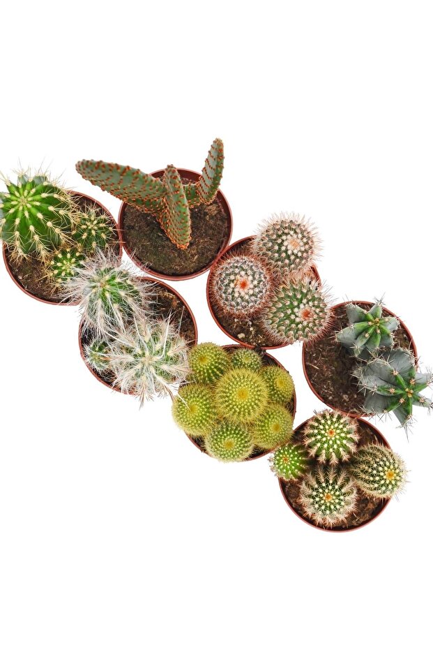 Mini Kaktüs 10 Adet - 4