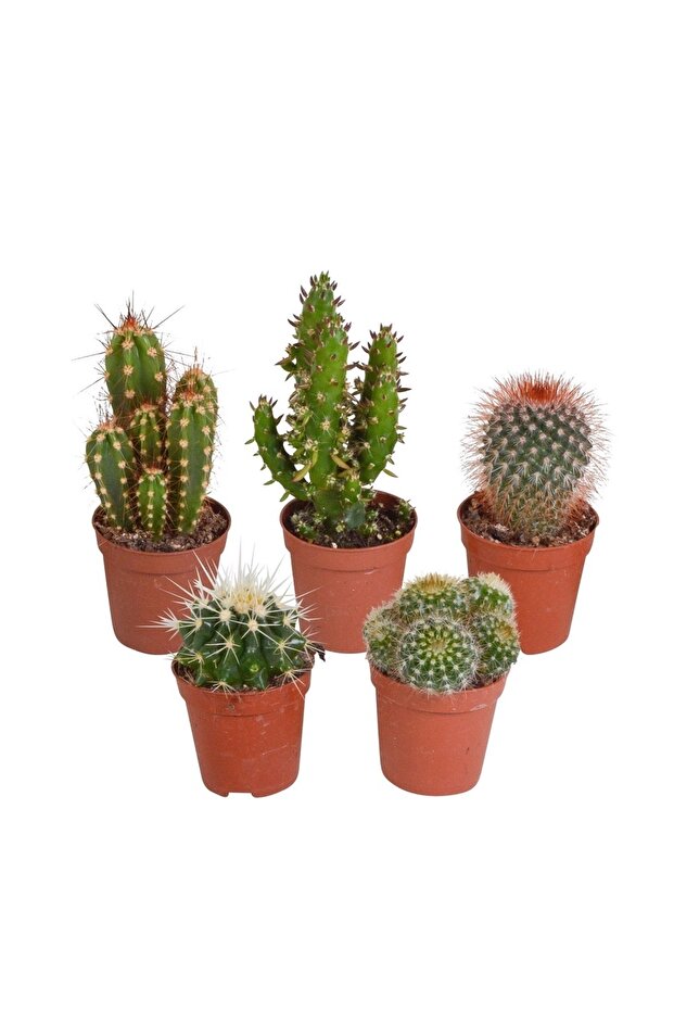Mini Kaktüs 10 Adet - 2