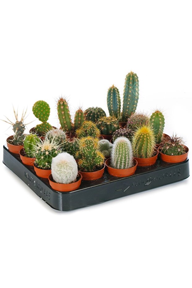 Mini Kaktüs 4 Adet - 2