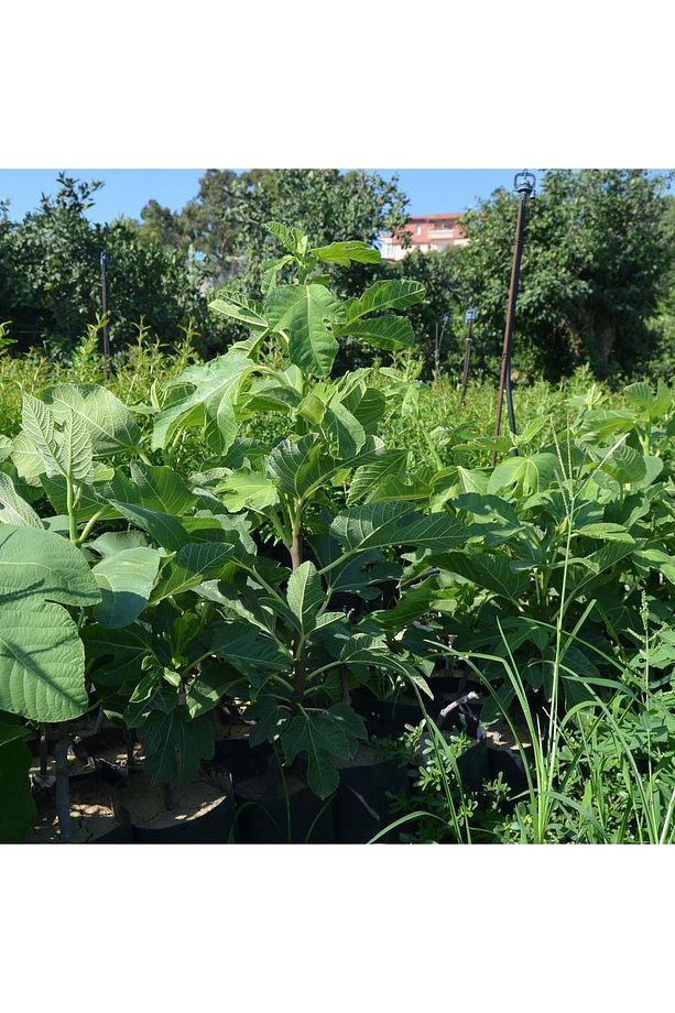 2 Adet Tüplü Mor Güz Incir Fidanı - 2