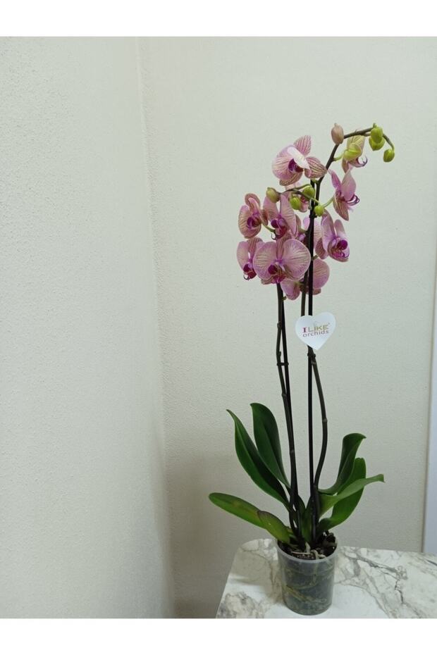 Orkide - 2