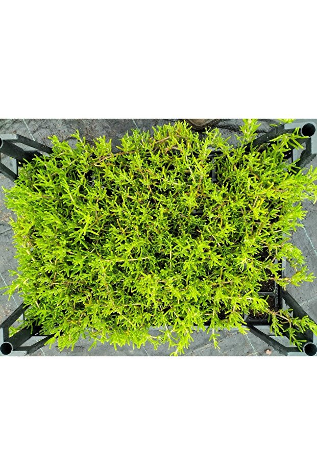 Acem Halısı 48 Adet - 3