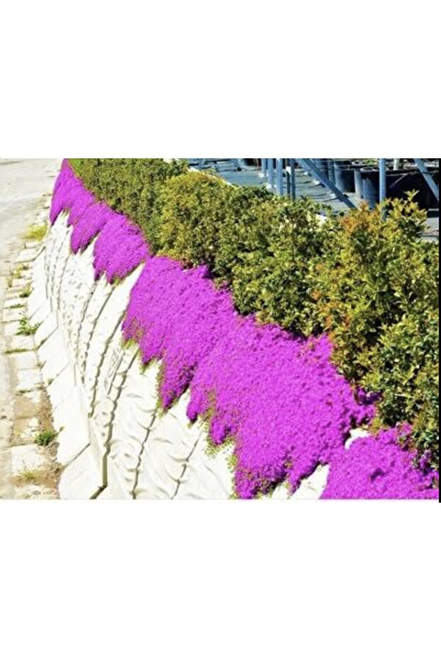 Acem Halısı 48 Adet - 2