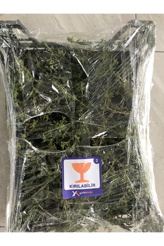 Acem Halısı 48 Adet - 4