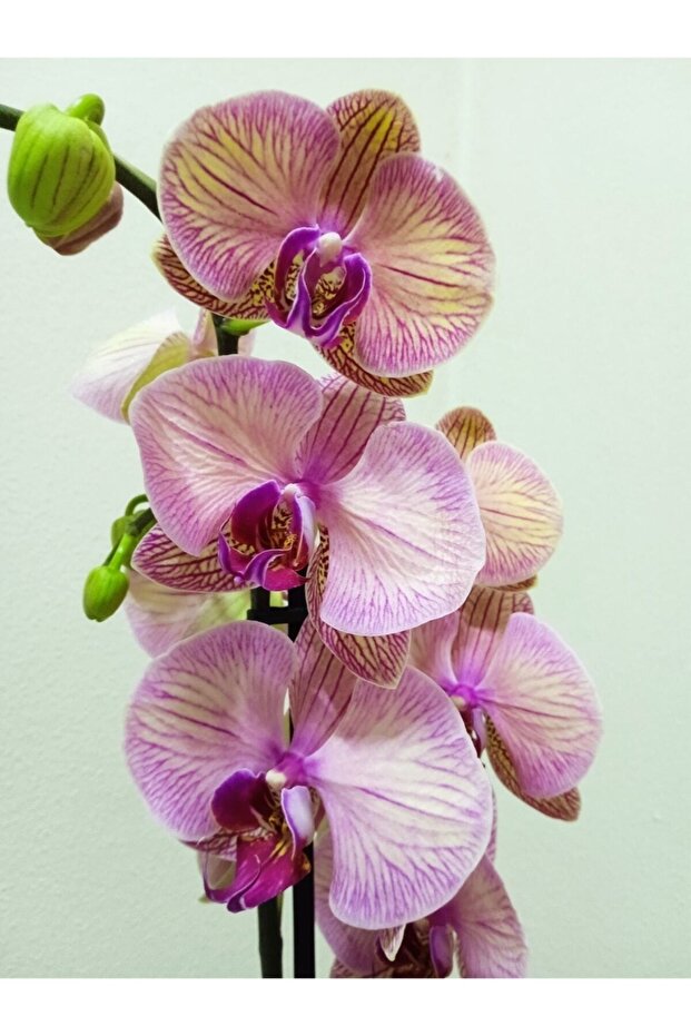 Orkide - 4
