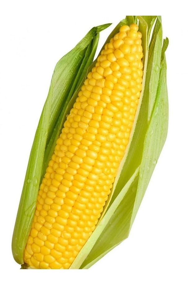 Sarı Mısır Süt Mısır Tohumu 25 Gr - 2