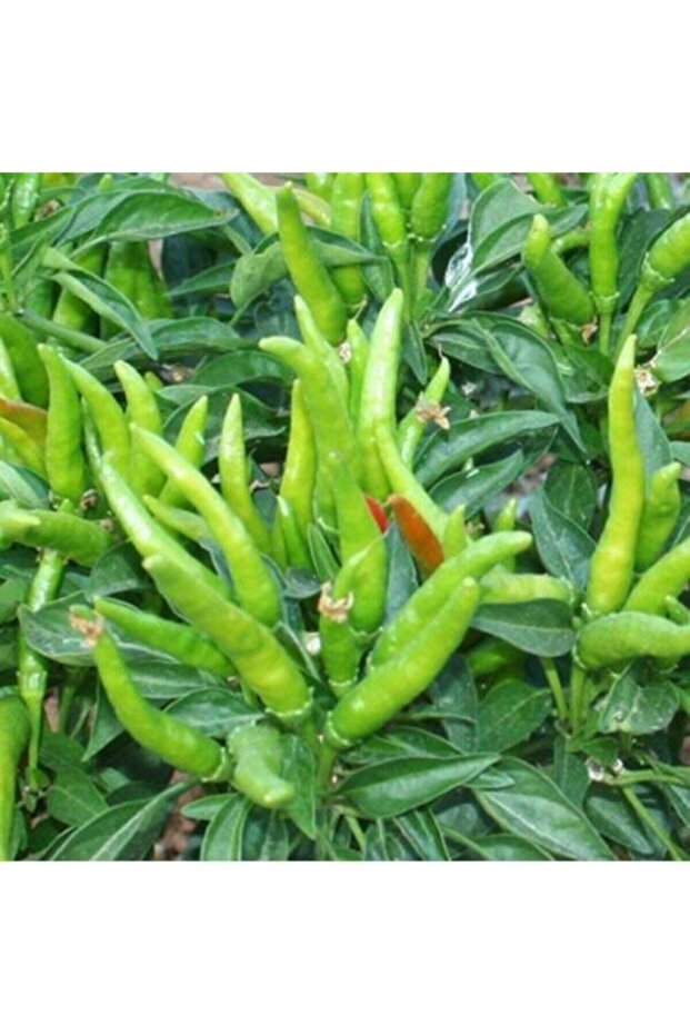 Yediveren Cin Biber Fidesi (10 Adet) - 1