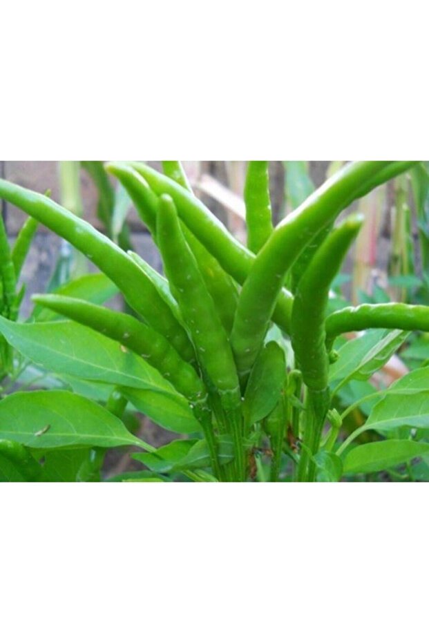 Yediveren Cin Biber Fidesi (10 Adet) - 2