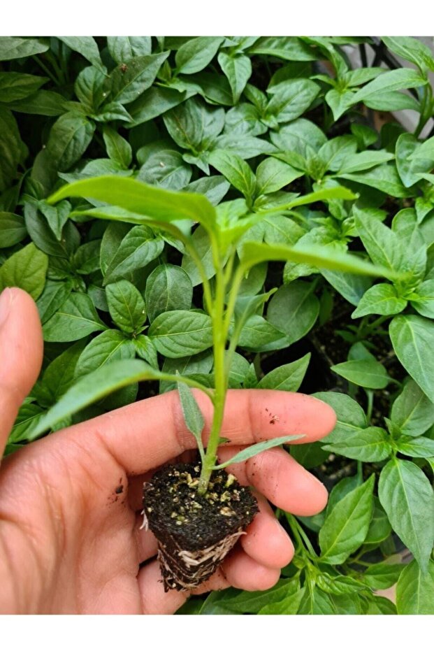 Yediveren Cin Biber Fidesi (10 Adet) - 3