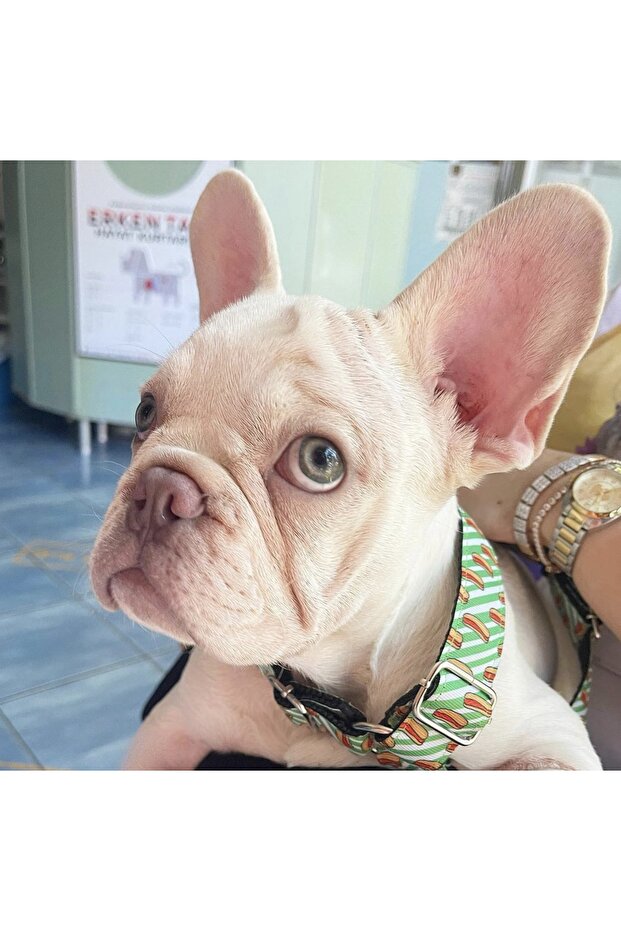 Tasma Seti Hot Dog Model - 6