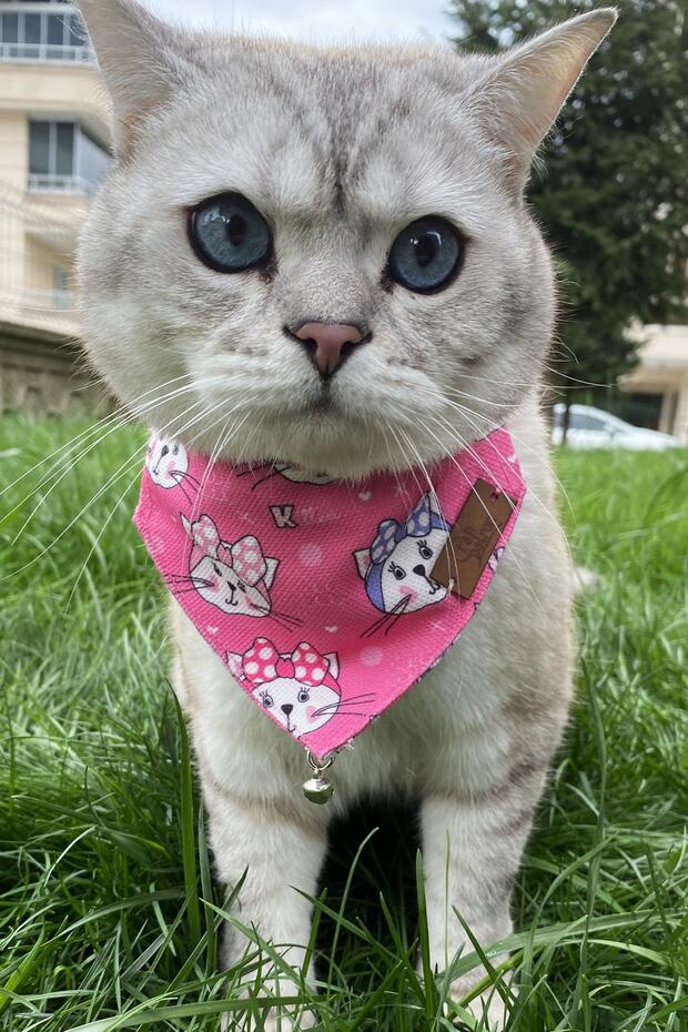 Cat and Small Breed Dog Collar with Scarf Adjustable Collar and Clinker
