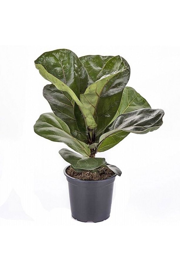 Ficus Lyrata Keman Yapraklı Kauçuk - 1