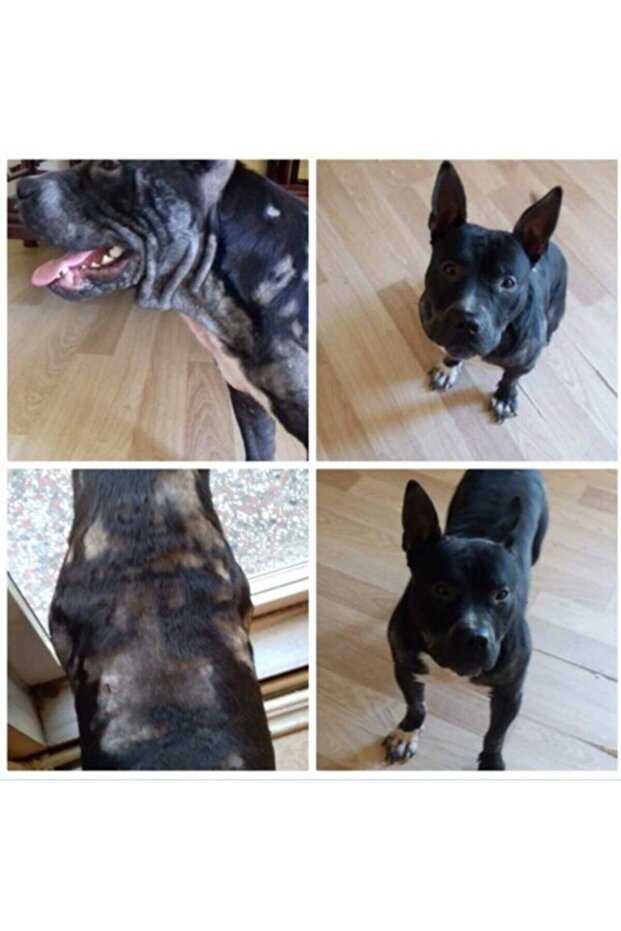 Multiway Animal Clean Sprey 500 ml - 2