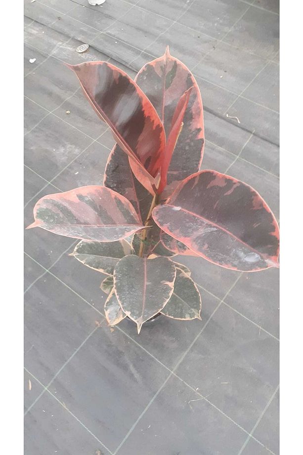 Kırmızı Alacalı Kauçuk - Red Ficus Elastica Dekoratif Salon Bitkisi - 3