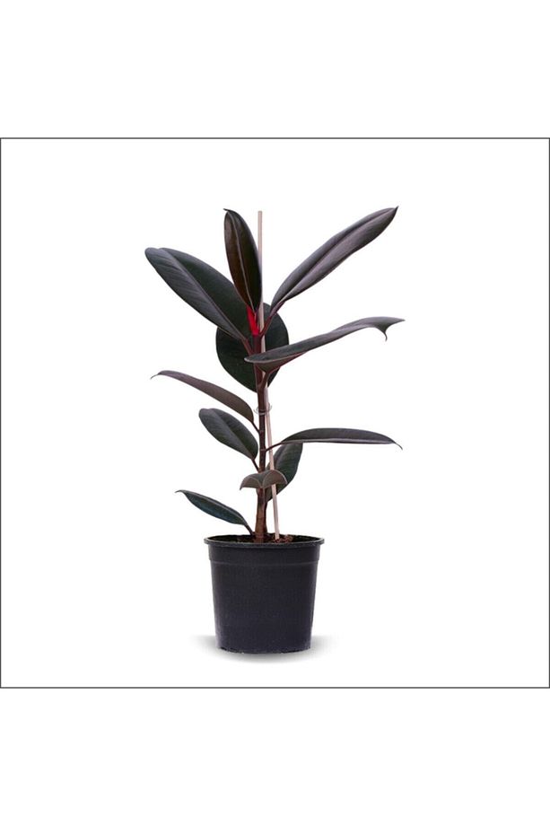 Kırmızı Alacalı Kauçuk - Red Ficus Elastica Dekoratif Salon Bitkisi - 1