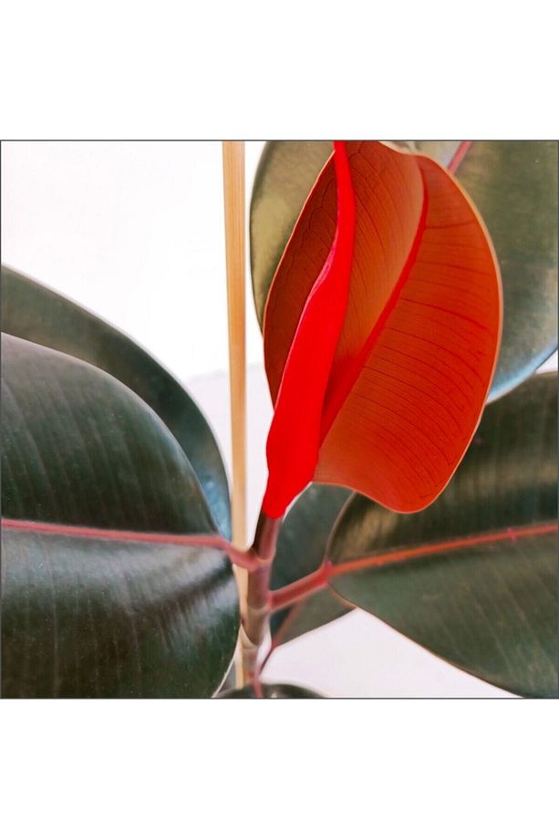 Kırmızı Alacalı Kauçuk - Red Ficus Elastica Dekoratif Salon Bitkisi - 2