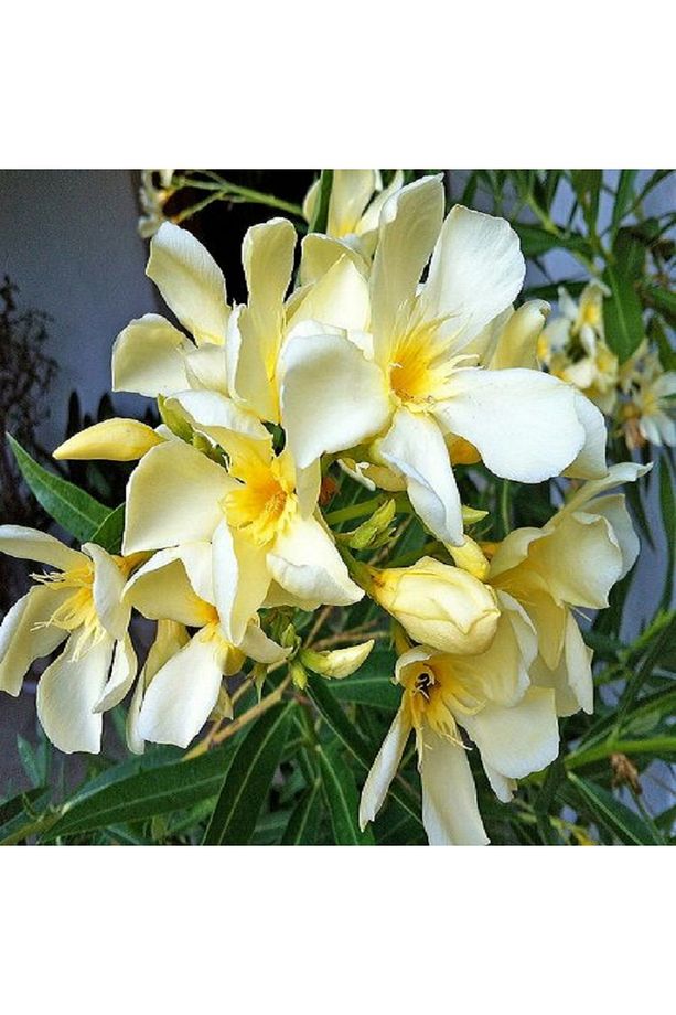 Sarı Zakkum Fidanı Nerium oleander Marie Gambetta Saksıda - 1