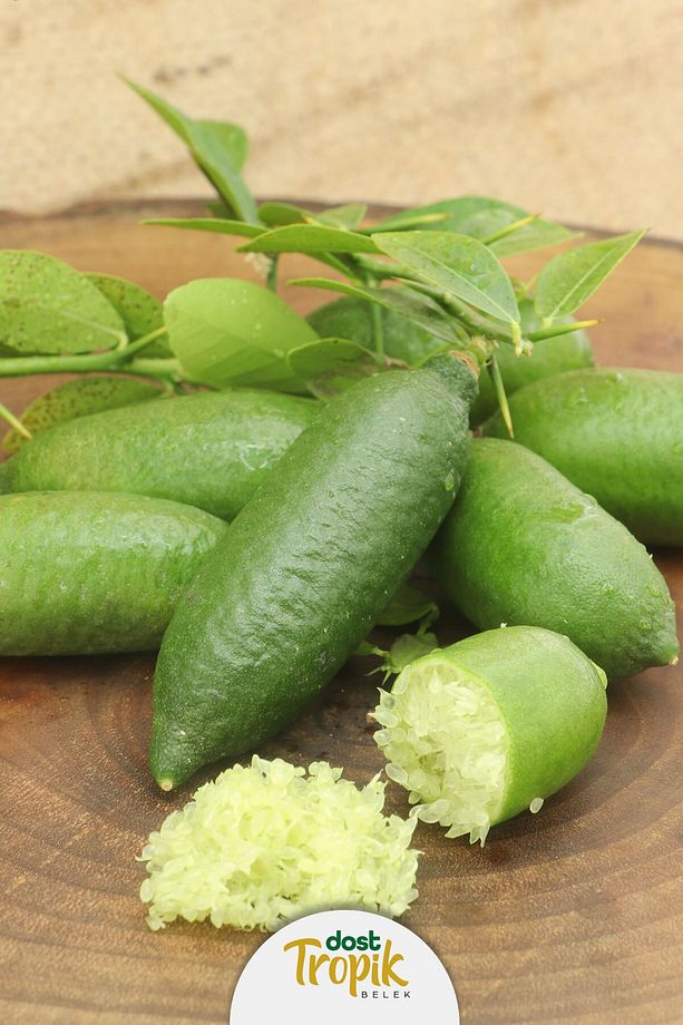 | Finger Lime Limonu - Yeşil Havyar Limonu (5 Adet 125 - 150 gr) - 3