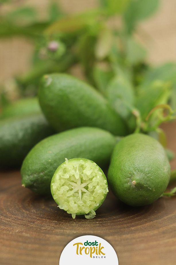 | Finger Lime Limonu - Yeşil Havyar Limonu (1 Kg) - 6