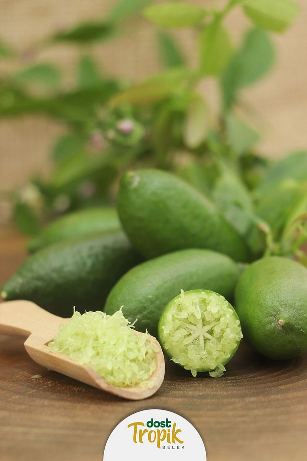 | Finger Lime Limonu - Yeşil Havyar Limonu (1 Kg) - 5