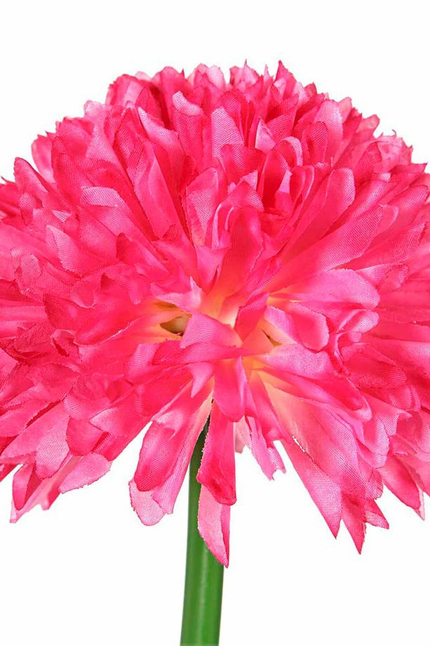 Koyu Pembe Uzun Saplı Kadife Çiçeği AK.BG0120-KP - 3