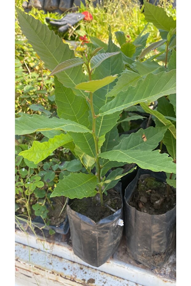 Kestane Fidanı Tüplü - 1