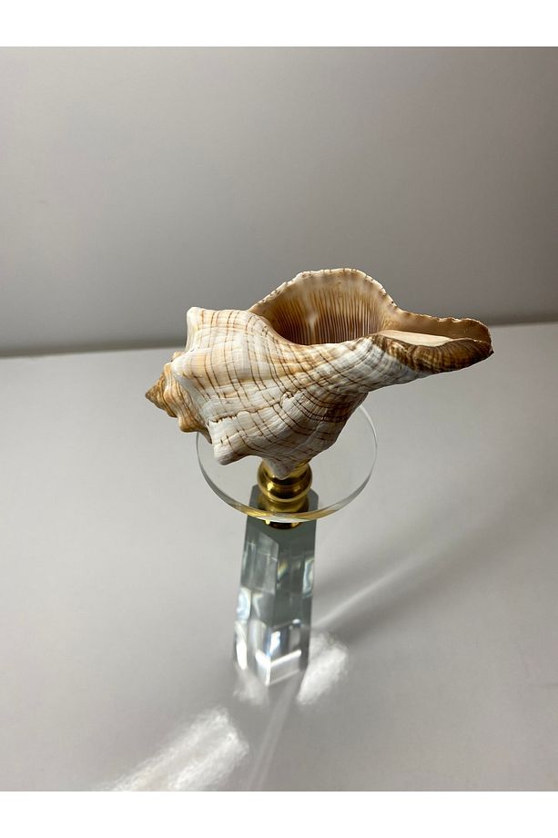 Trapezium Deniz Kabuğu Biblo Kristal Cam Kaide Gold Detay Ev Dekorasyon Objesi - 3