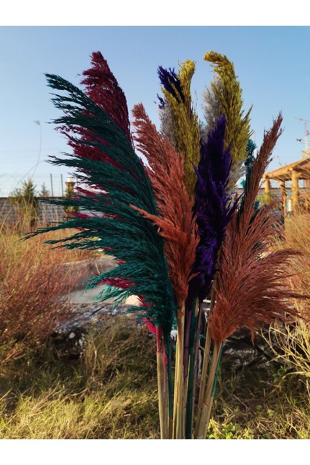 Kuru Çiçek Şoklanmış Pampas - 2