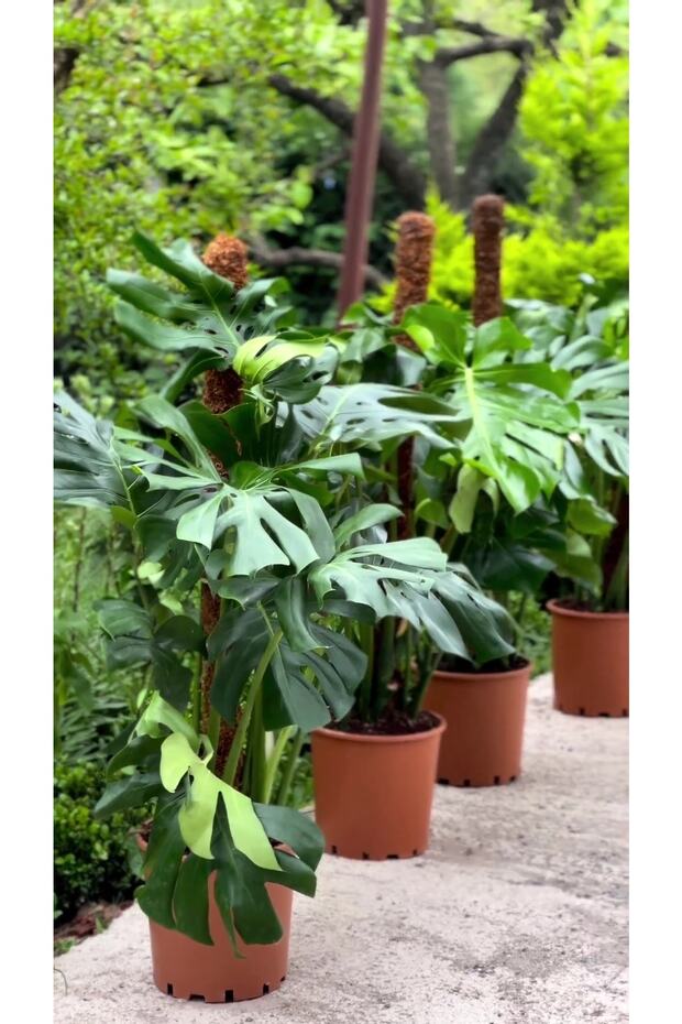 Monstera Dev Form Deve Tabanı Yosun Sopalı 100-120 Cm - 2