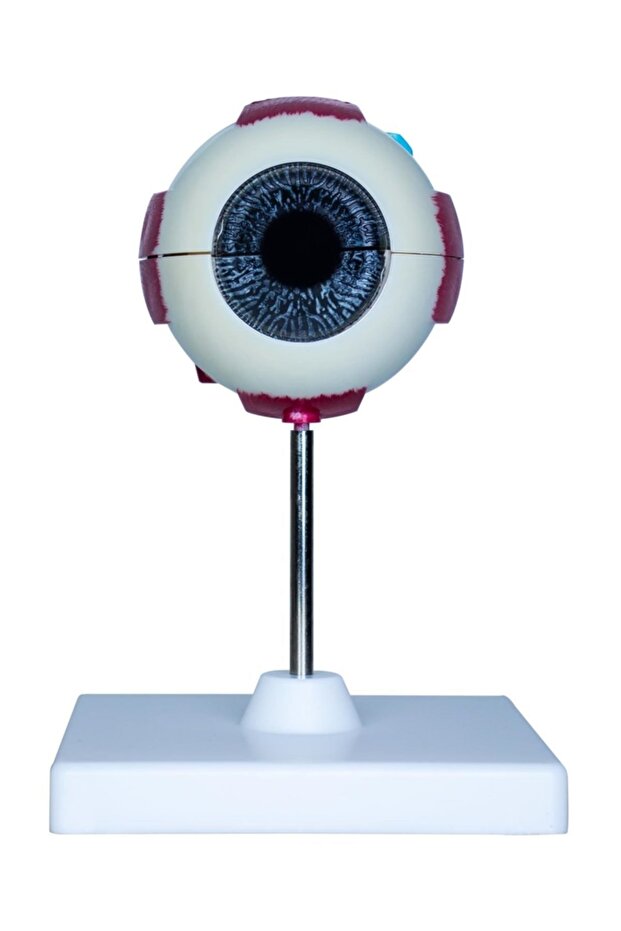 Göz Anatomisi Maket Modeli - 1