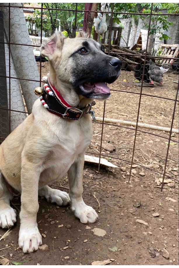Yavru Köpek Tasması Hakiki Deri 2 Zilli - 1