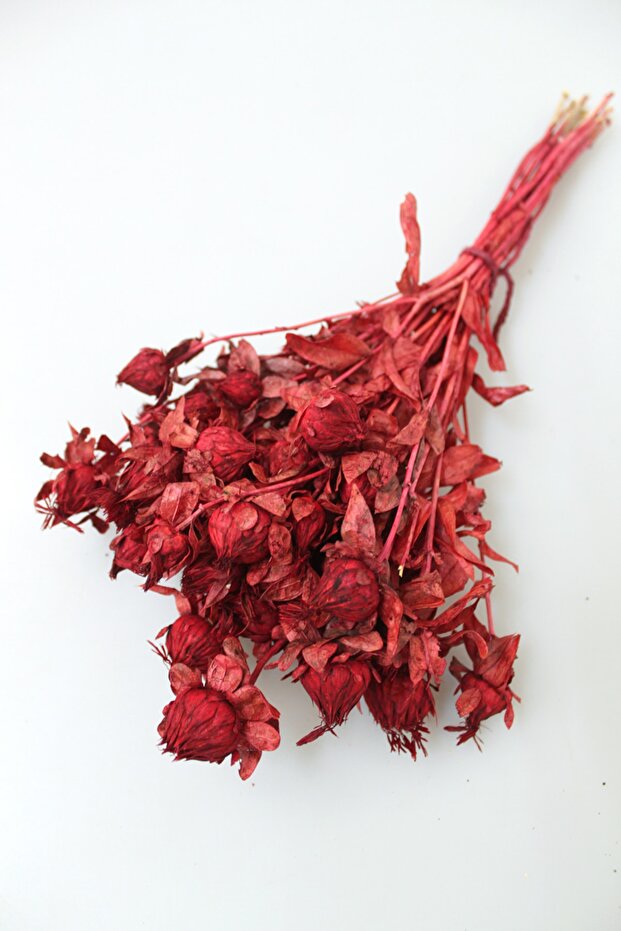 Dried Flower Kartamus Claret Red