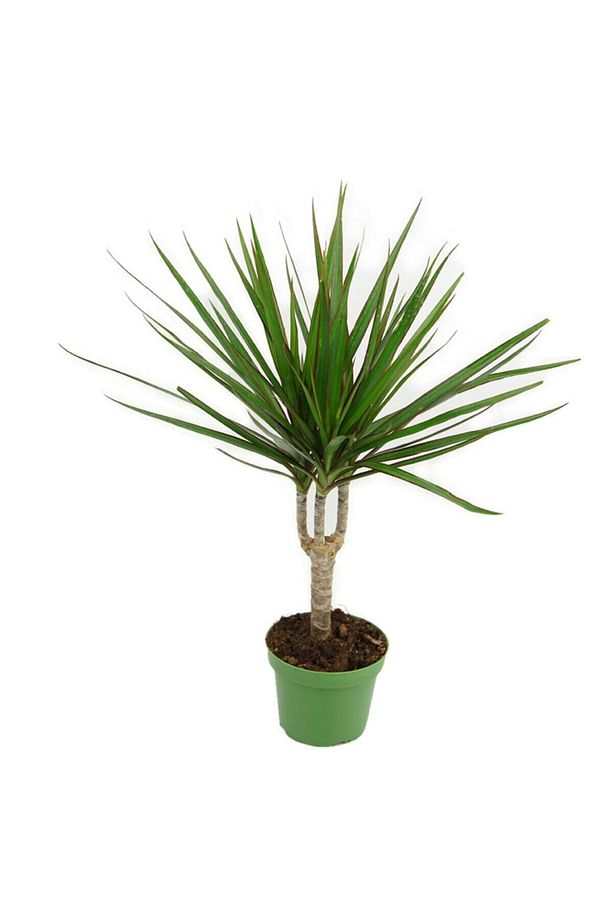 Marginata Dracaena Tek Gövde 30 Cm Ev Bitkisi Salon Ofis Bitkisi - 1