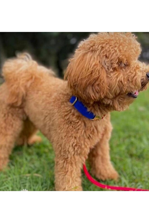 Charmlı Sirius Köpek Boyun Tasması Ve Gezdirme Kayış Seti - 6