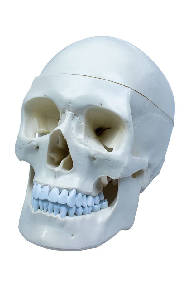 Kafatası Anatomisi Modeli Maket - 2