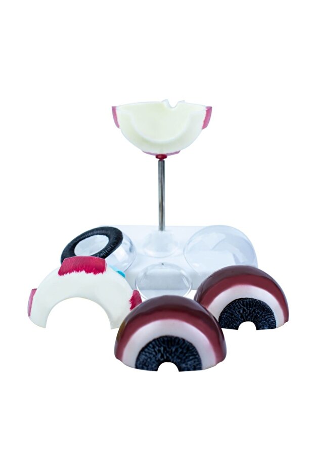 Göz Anatomisi Maket Modeli - 4