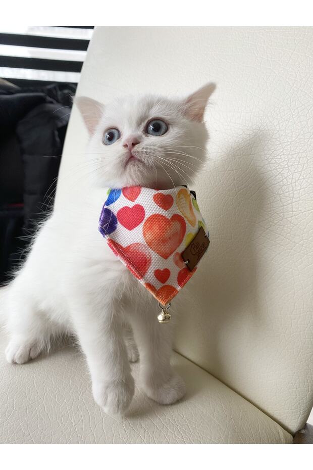 Yavru Kedi Fuları ve Ayarlanabilir Fular Tasma - 1