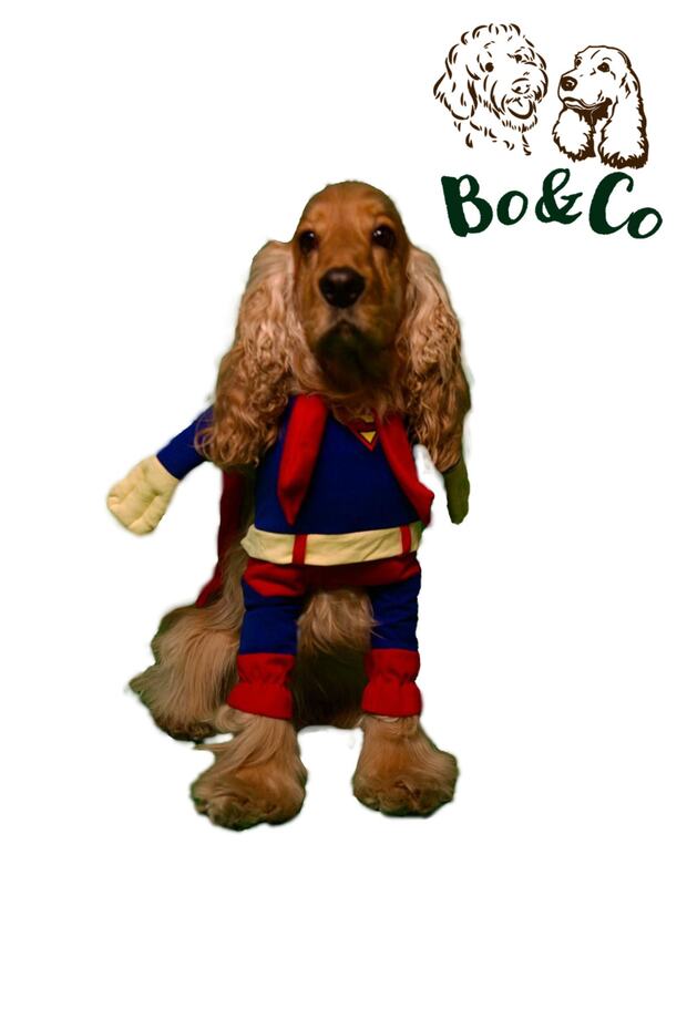 Superman Köpek Kostüm