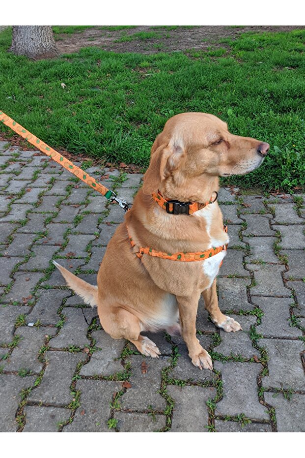 Pine Dog Collar Set - 2