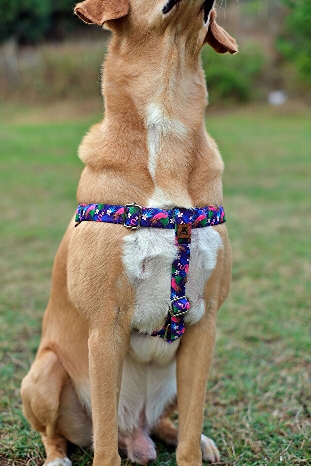 مجموعة مقود الكلب فلامينجو - 2