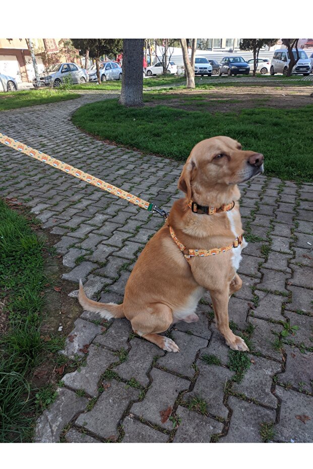 طقم طوق منقوش على شكل كلب شيبا - 2