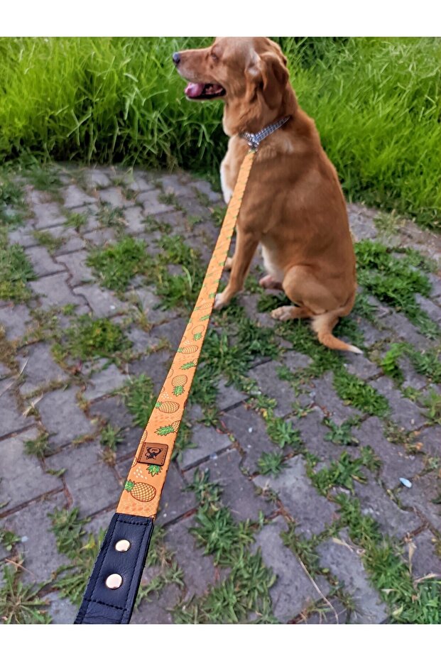 Pine Dog Collar Set - 5