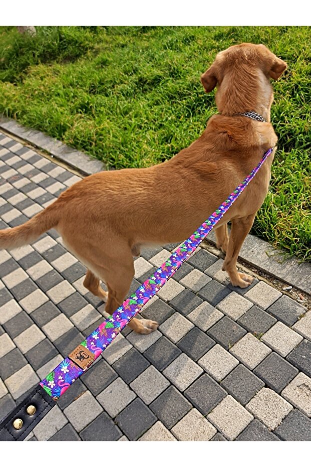 مجموعة مقود الكلب فلامينجو - 4