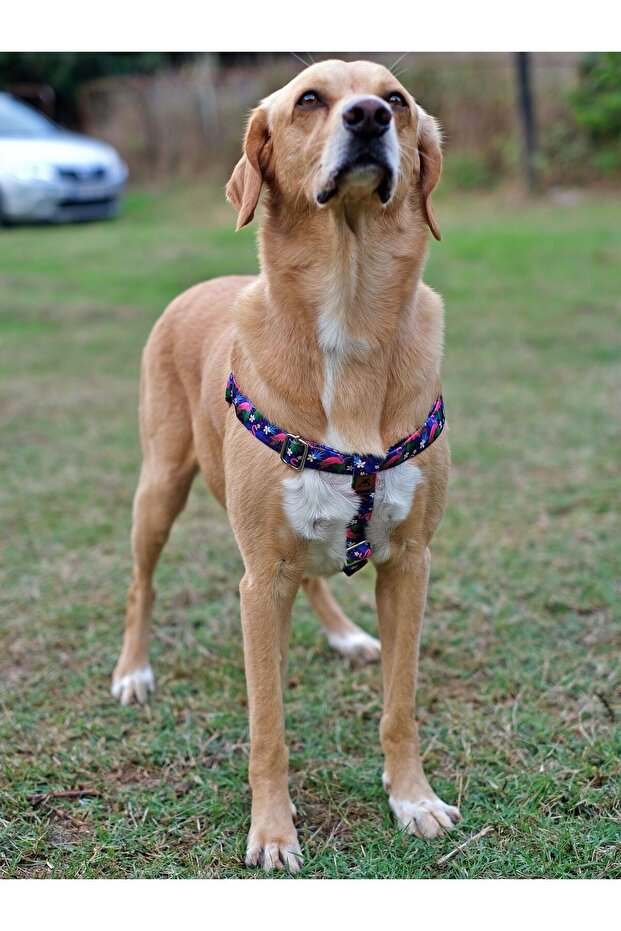 مجموعة مقود الكلب فلامينجو - 5