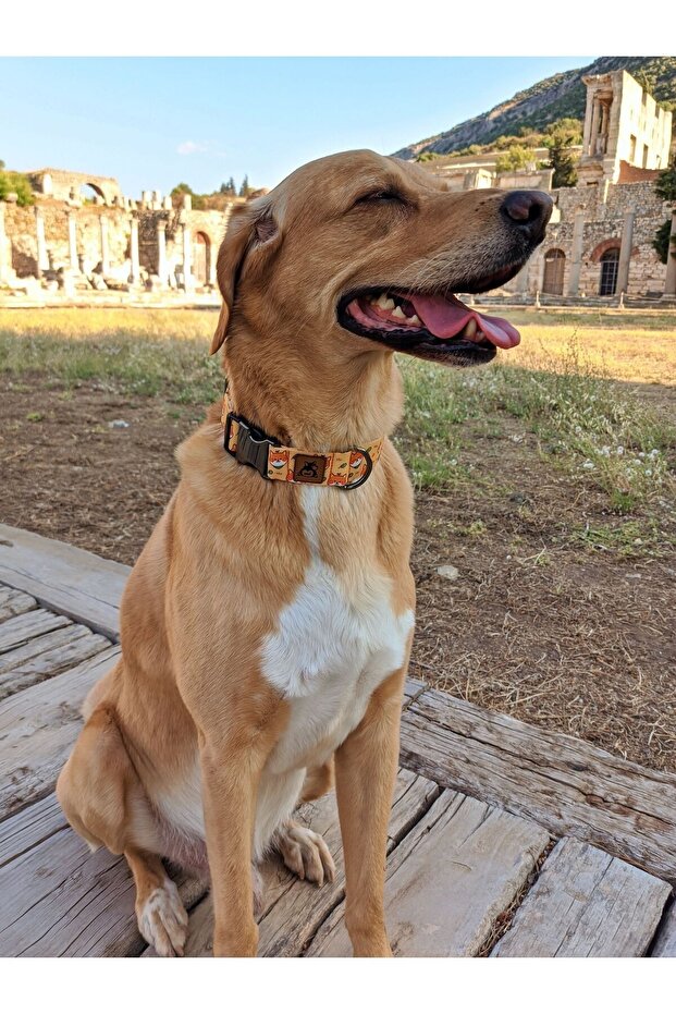 طقم طوق منقوش على شكل كلب شيبا - 4