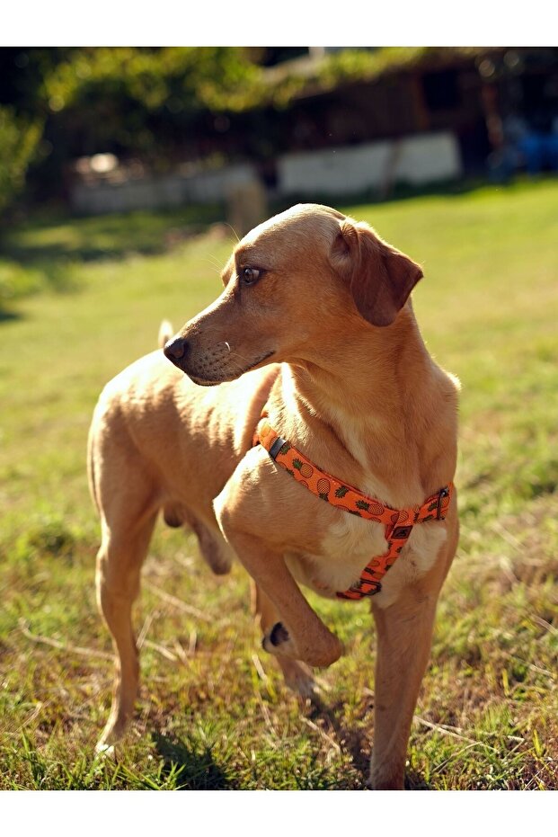 Pine Dog Collar Set - 6