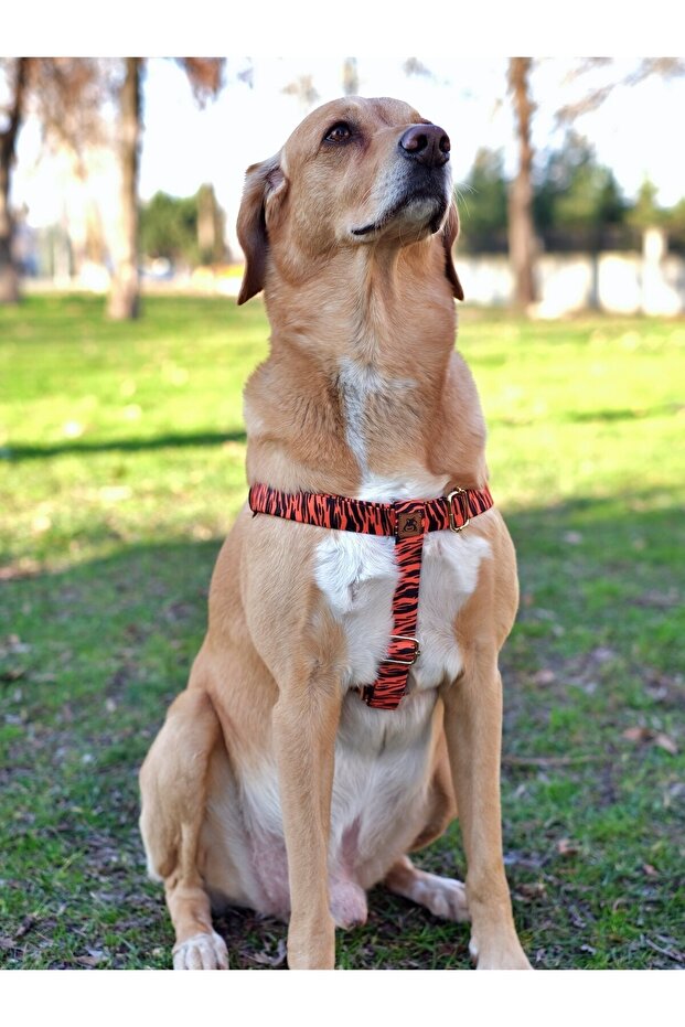 طقم مقود بنمط كلب النمر - 2