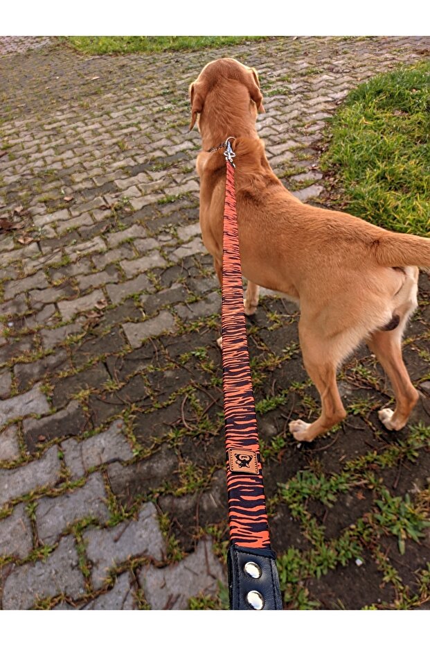 طقم مقود بنمط كلب النمر - 4