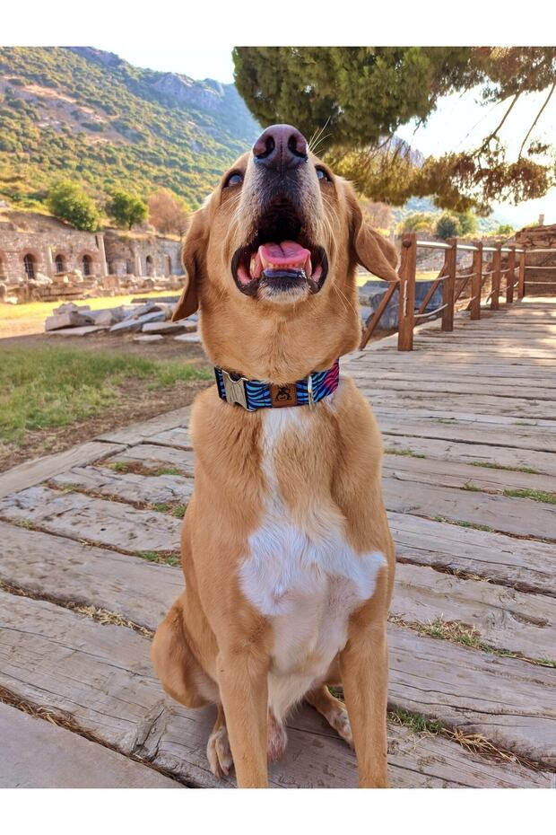 طقم طوق كلب باللون الفيروزي - 3