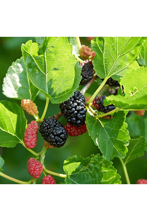 Kara Dut Ağacı - 1